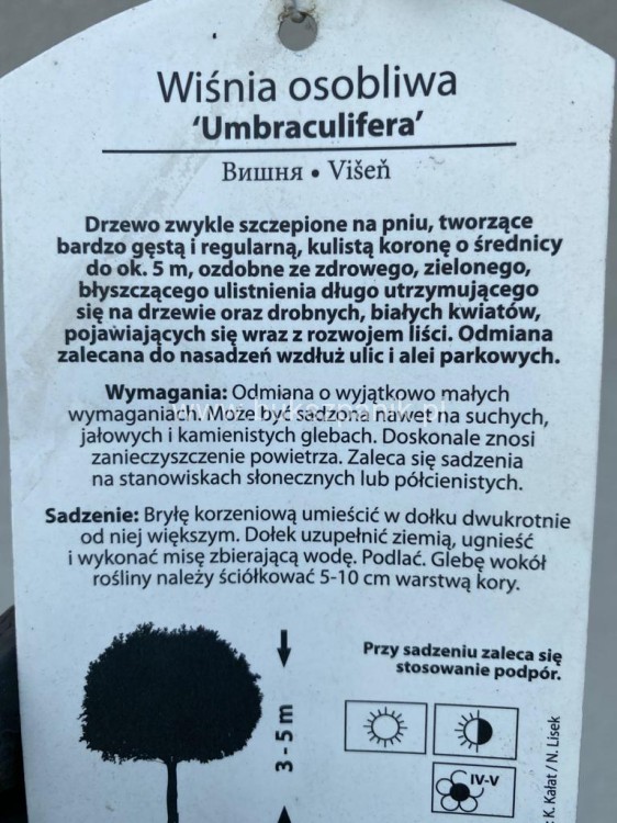 Wiśnia osobliwa Umbraculifera - Prunus eminens PA220cm, ob12-14cm ,