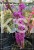 Judaszowiec chiński AVONDALE - Cercis chinensis H:100cm