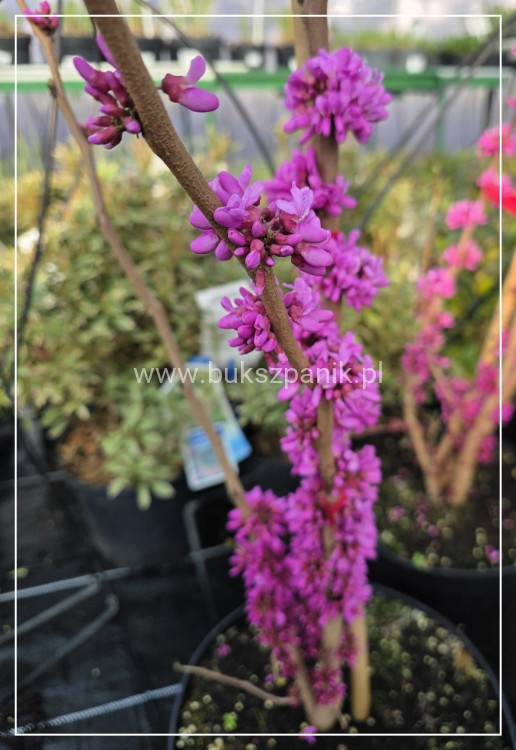 Judaszowiec chiński AVONDALE - Cercis chinensis H:100cm