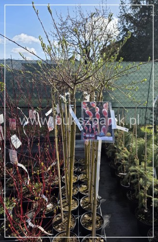 Wierzba smukłoszyjkowa 'Mt Aso'-Salix gracilistyla PA100cm