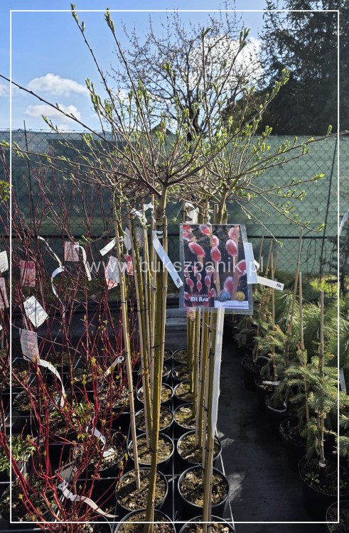 Wierzba smukłoszyjkowa 'Mt Aso'-Salix gracilistyla PA100cm