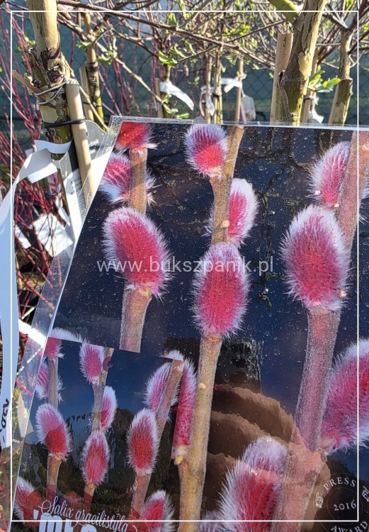 Wierzba smukłoszyjkowa 'Mt Aso'-Salix gracilistyla PA100cm