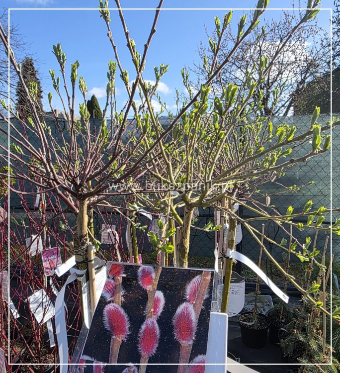 Wierzba smukłoszyjkowa 'Mt Aso'-Salix gracilistyla PA100cm