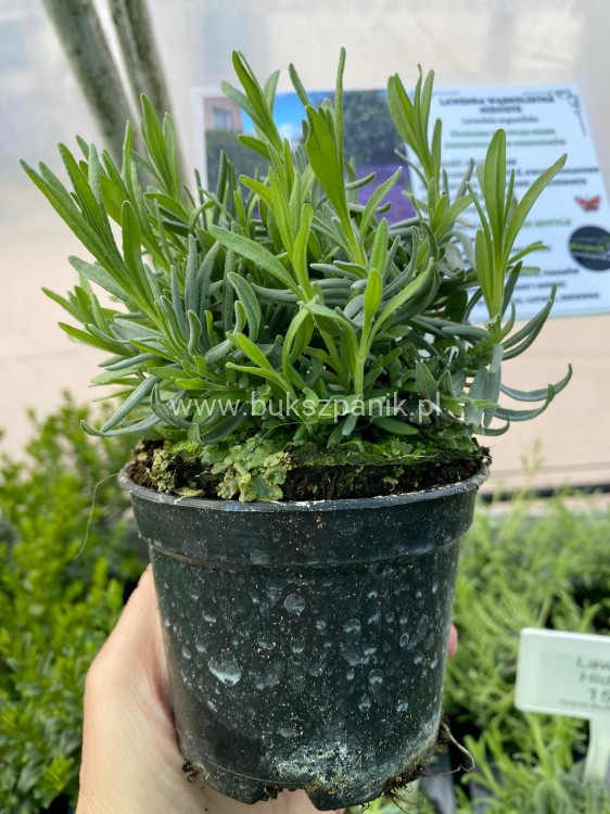 Lawenda wąskolistna HIDCOTE- Lavandula angustifolia