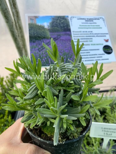 Lawenda wąskolistna HIDCOTE- Lavandula angustifolia