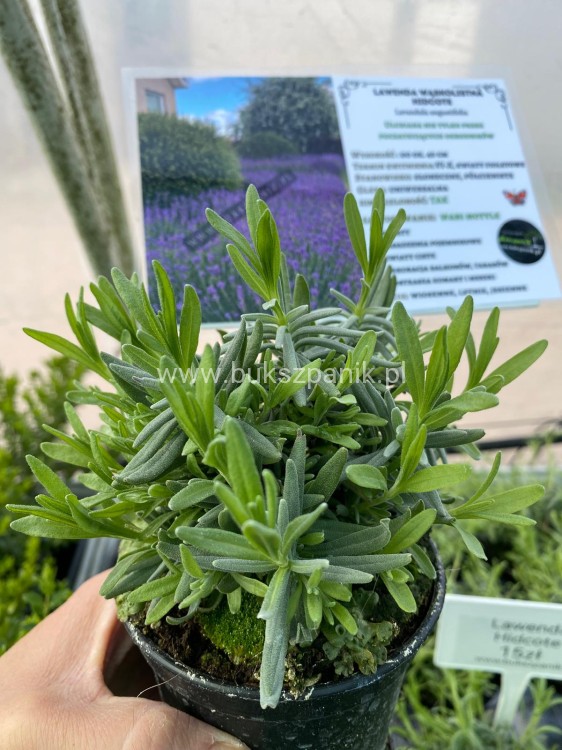Lawenda wąskolistna HIDCOTE- Lavandula angustifolia