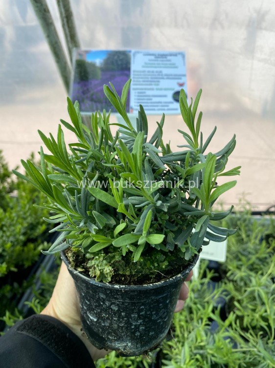 Lawenda wąskolistna HIDCOTE- Lavandula angustifolia