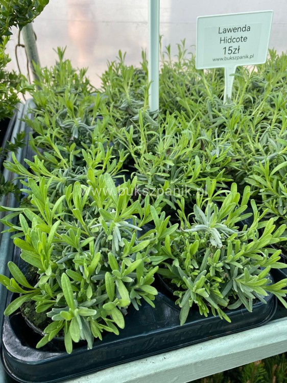 Lawenda wąskolistna HIDCOTE- Lavandula angustifolia