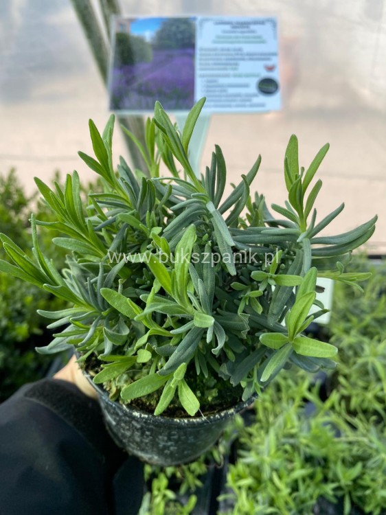 Lawenda wąskolistna HIDCOTE- Lavandula angustifolia