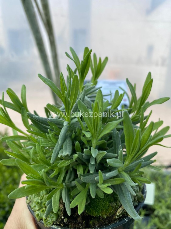 Lawenda wąskolistna HIDCOTE- Lavandula angustifolia