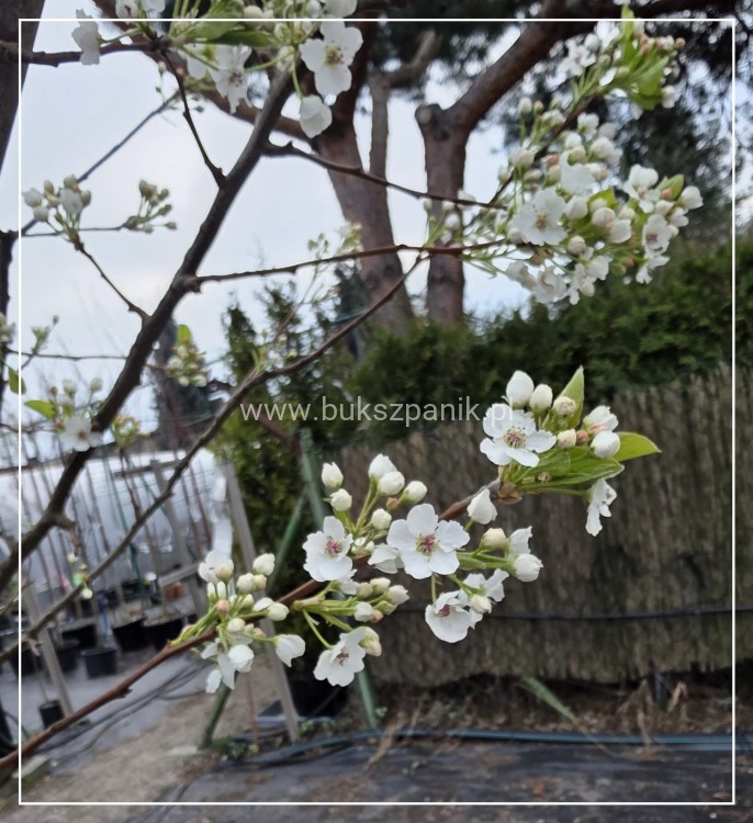 Grusza ozdobna Chanticleer- Pyrus Calleryana