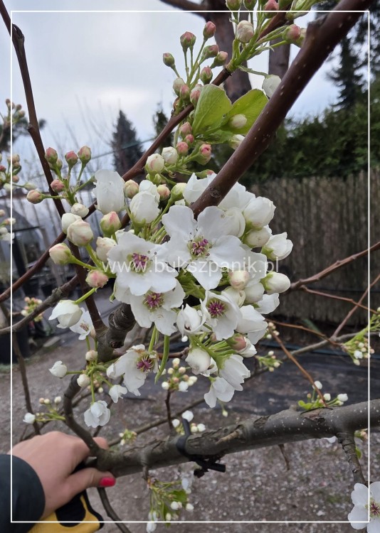Grusza ozdobna Chanticleer- Pyrus Calleryana