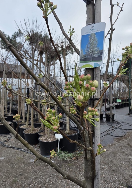 Grusza ozdobna Chanticleer- Pyrus Calleryana