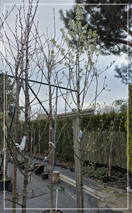 Grusza ozdobna Chanticleer- Pyrus Calleryana