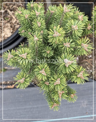 Pinus mugo Hnizdo