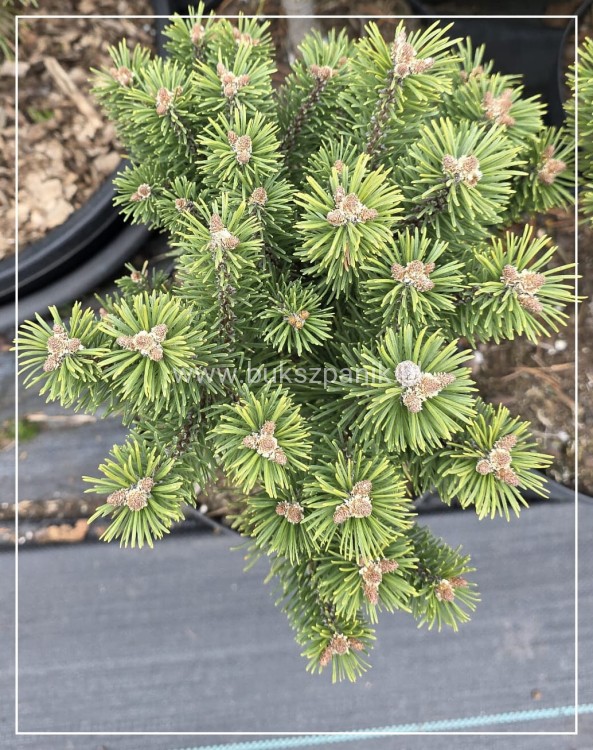 Pinus mugo Hnizdo