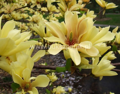 Magnolia Butterflies