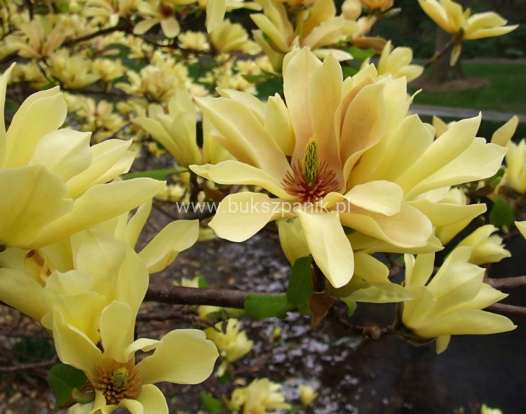 Magnolia Butterflies