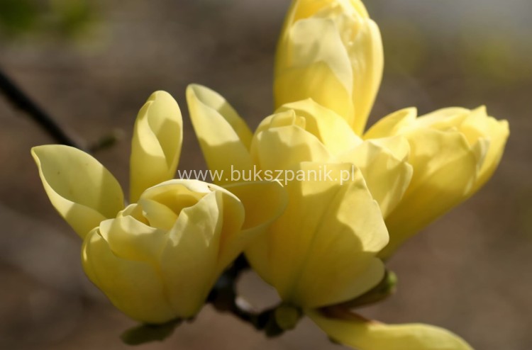Magnolia Butterflies
