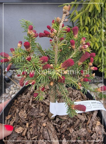 Świerk pospolity RYDAL - Picea abies wys. 60-70cm