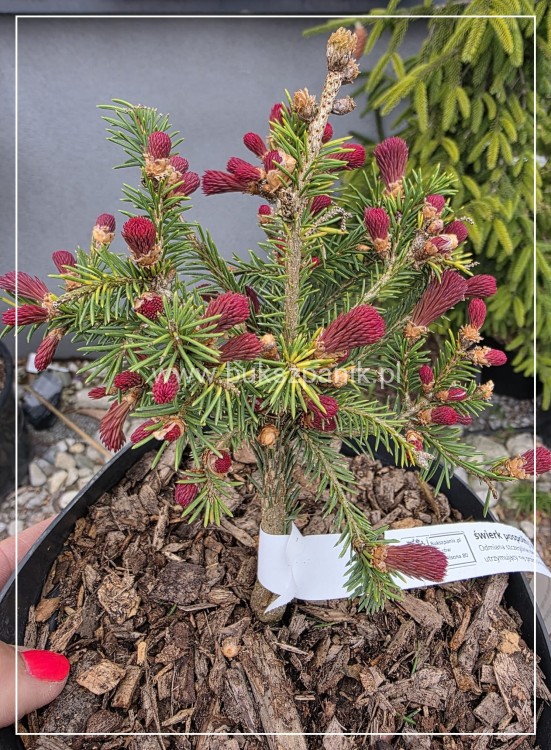 Świerk pospolity RYDAL - Picea abies wys. 60-70cm
