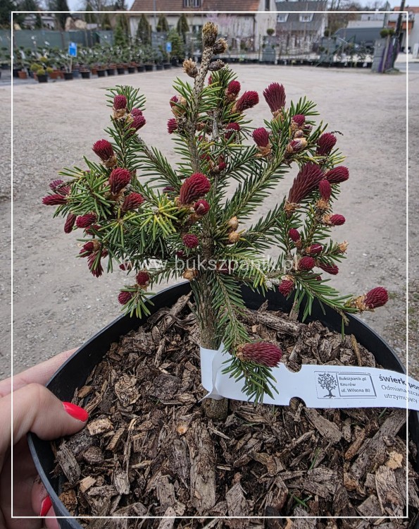 Świerk pospolity RYDAL - Picea abies wys. 60-70cm