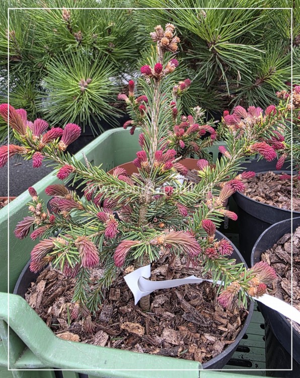Świerk pospolity RYDAL - Picea abies wys. 60-70cm