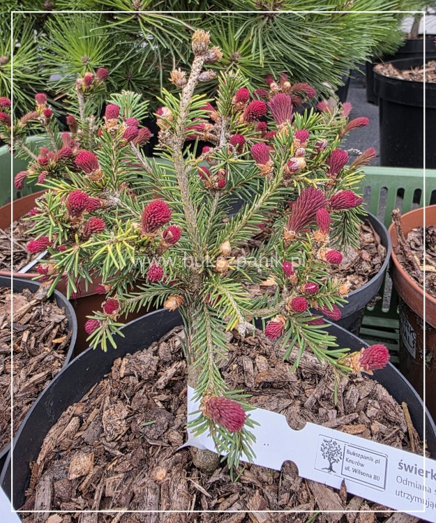 Świerk pospolity RYDAL - Picea abies wys. 60-70cm
