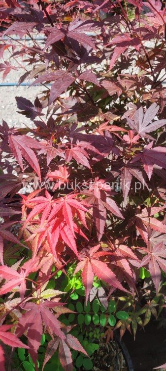 Klon palmowy Atropurpureum - Acer palmatum