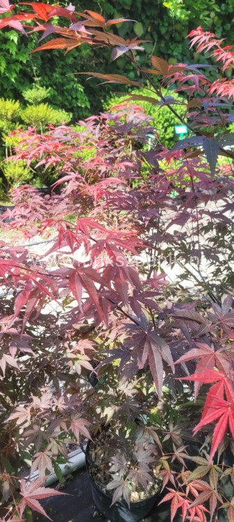 Klon palmowy Atropurpureum - Acer palmatum