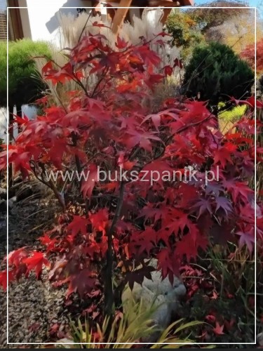 Klon palmowy osakazouki- acer palmatum