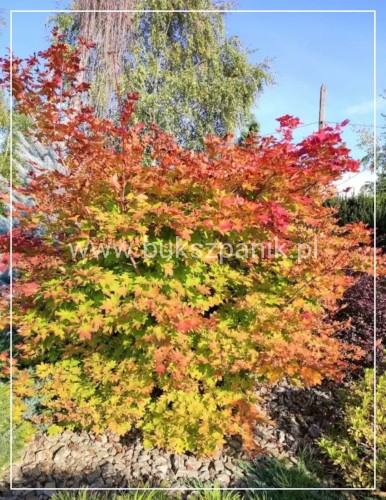 Klon palmowy osakazouki- acer palmatum
