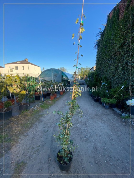 Bluszcz pospolity 'Profesor Seneta'- Hedera helix 5l donica
