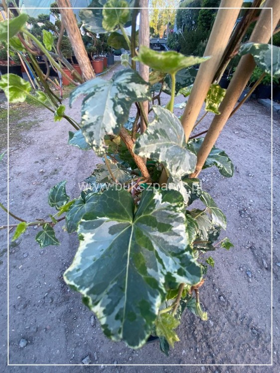 Bluszcz pospolity 'Profesor Seneta'- Hedera helix 5l donica