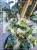 1000012274.jpgBluszcz pospolity 'Profesor Seneta'- Hedera helix 5l donica