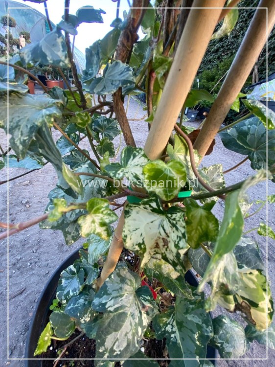1000012274.jpgBluszcz pospolity 'Profesor Seneta'- Hedera helix 5l donica