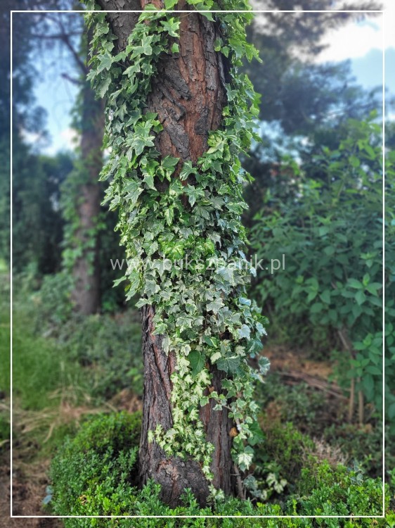 Bluszcz pospolity 'Profesor Seneta'- Hedera helix 5l donica