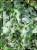 Bluszcz pospolity 'Profesor Seneta'- Hedera helix 5l donica