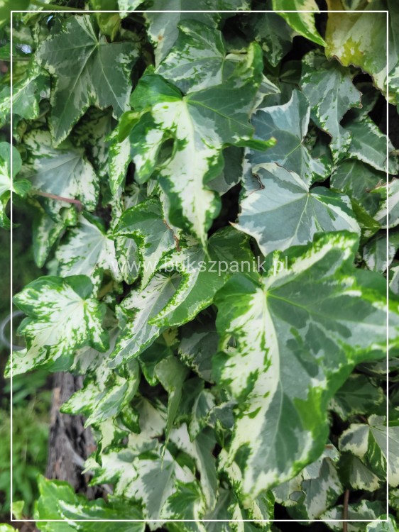 Bluszcz pospolity 'Profesor Seneta'- Hedera helix 5l donica