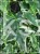 Bluszcz pospolity 'Profesor Seneta'- Hedera helix 5l donica