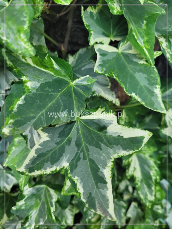Bluszcz pospolity 'Profesor Seneta'- Hedera helix 5l donica