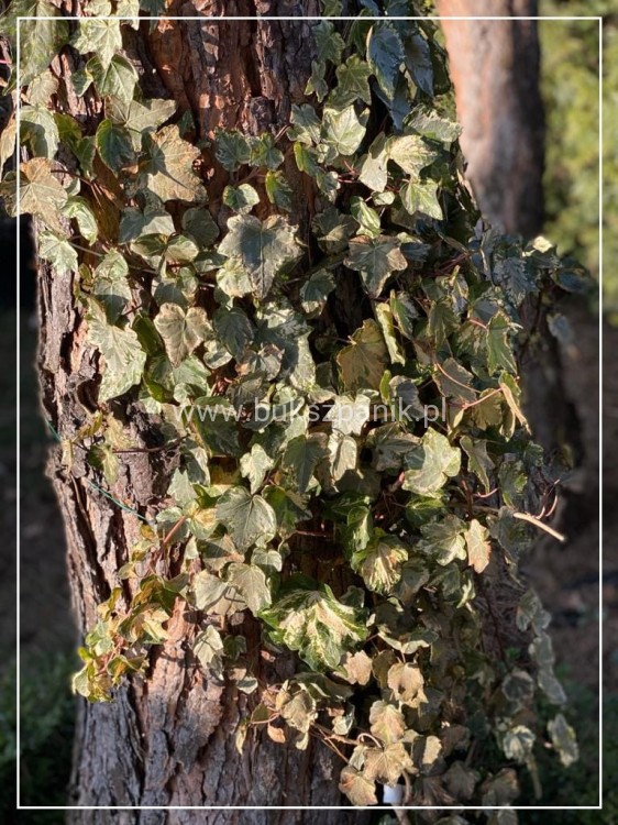 Bluszcz pospolity 'Profesor Seneta'- Hedera helix 5l donica