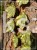 Bluszcz pospolity 'Profesor Seneta'- Hedera helix 5l donica