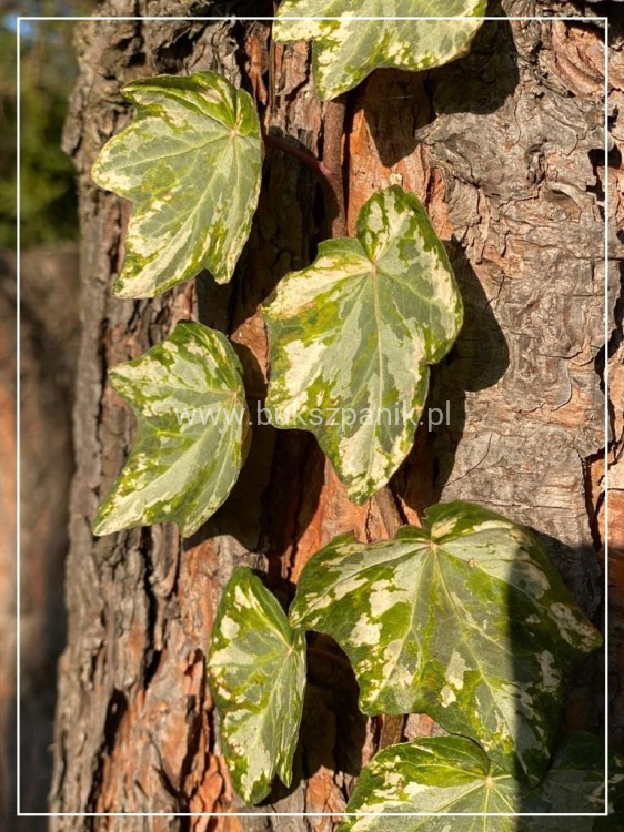 Bluszcz pospolity 'Profesor Seneta'- Hedera helix 5l donica