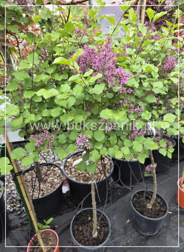 Lilak Meyera Palibin