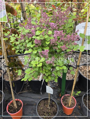 Lilak Meyera Palibin