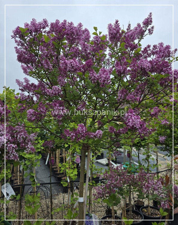 Lilak Meyera Palibin - Syringa meyeri na pniu PA100-120
