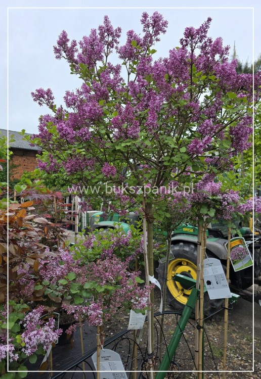 Lilak Meyera Palibin - Syringa meyeri na pniu PA100-120