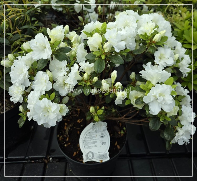 Azalia SCHNEEPERLE 'Hachschnee'- Azalea japonica - Rododendron