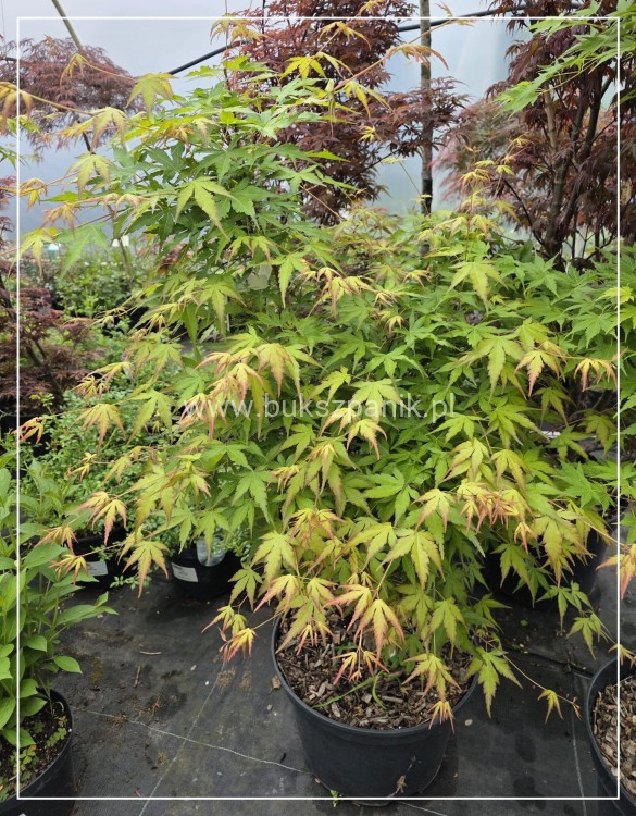 Klon palmowy Sangokaku - Acer palmatum